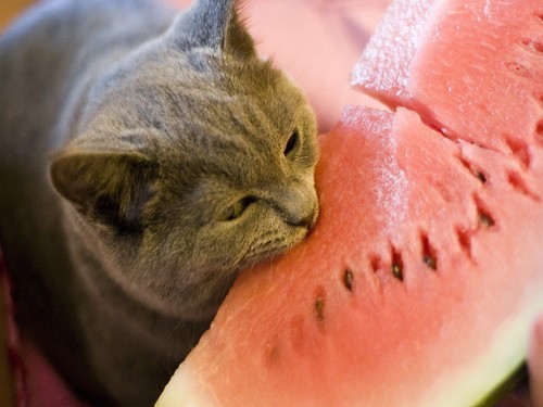 theuppitynegras:  firstladysexyfineass:  Where is the otter that looked so disgusted with its watermelon?  here he is  