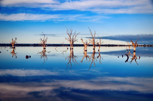 ReflectionsStill my favourite spot, Lake Bonney. Never disappoints. These tall dead gum trees have s