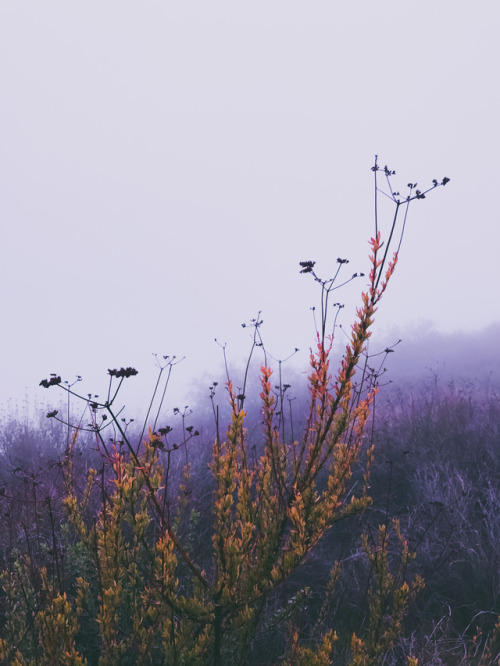 leaberphotos:  Fog sigh La Tuna Canyon Park, California instagram 