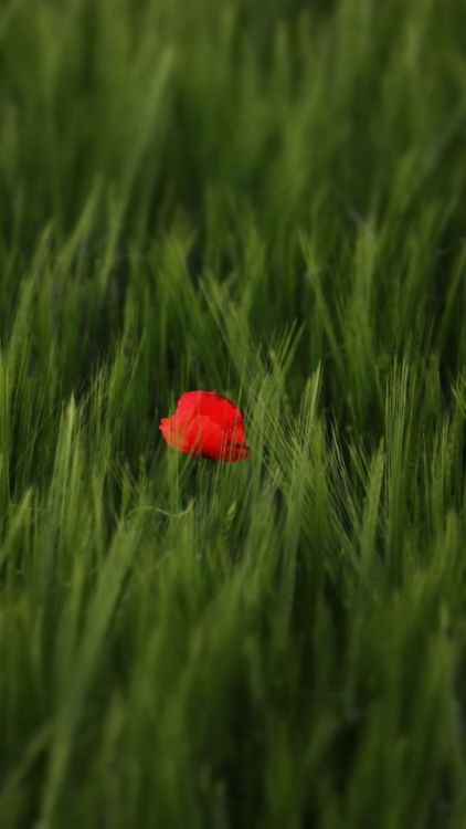 Red poppy, flower, grass lands, nature, 720x1280 wallpaper @wallpapersmug : https://ift.tt/2FI4itB -