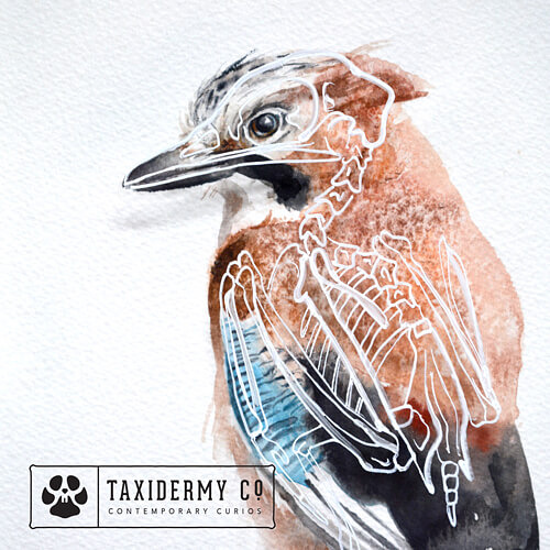 ‘Anatomy of a Jay’ - tribute to my favourite bird  Original skele-artwork is now available to purcha