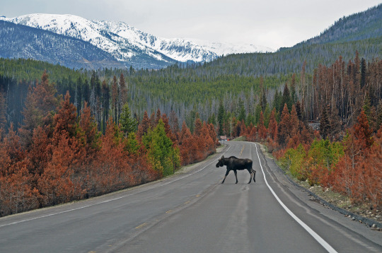 mostlyexcited:I feel like a true Coloradan porn pictures