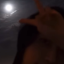 fallenstarhwa