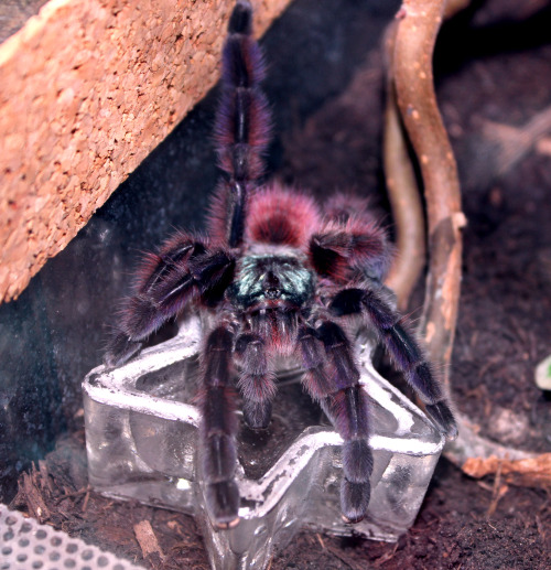 tarantuling:if you know someone who’s scared of spiders and thinks they’re evil, show them this pict