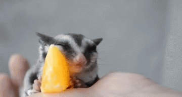 geradish:tastefullyoffensive:Sugar glider falls asleep on an orange slice. [video]That’s the life
