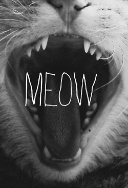 love-the-person-u-hide:  Meow ~ on We Heart Ithttp://weheartit.com/entry/112607476/via/ikheet_sannex