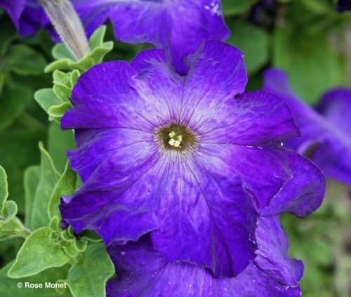 rosemonetphotos: Petunia integrifolia    08&gt;2017PetuniaPetunia violacea or violet p