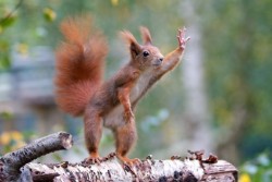 Dammit, I Can Never Get A Cab When I Need One (Red Squirrel)