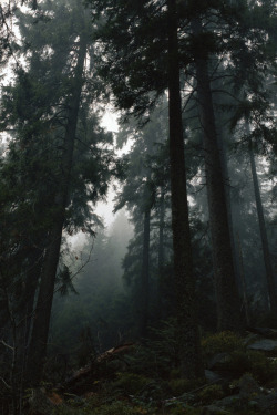 anotic:  Black Forests  |  Robert Kaczynski 