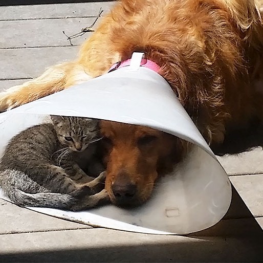 #animallover #cuddles #fourleggedfriends