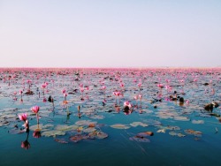 redlipstickresurrected:  Kwanchan - Water Lily, Udonthani, Thailand   Photography (*click to see larger)