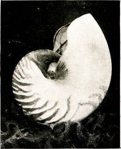 mizisham:  Internet Archive Book Images Image from page 374 of “Birds of other lands, reptiles, fishes, jointed animals and lower forms;” (1917)https://www.flickr.com/photos/internetarchivebookimages