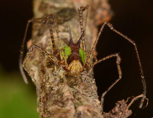 captain-price-official:onenicebugperday:Harvestmen (Arachnida, Opiliones) photographed by Art Anker 