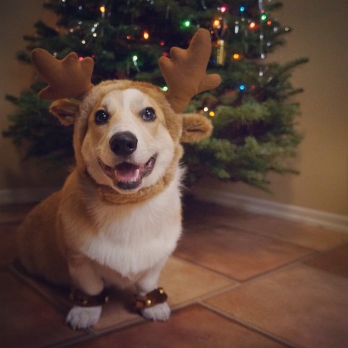 corgnelius:  #tbt Corgnelius, the happiest reindeer in the world. #CaniHasYourMilkAndCookies? 