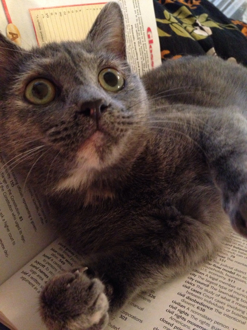 All Cute. All the Time.