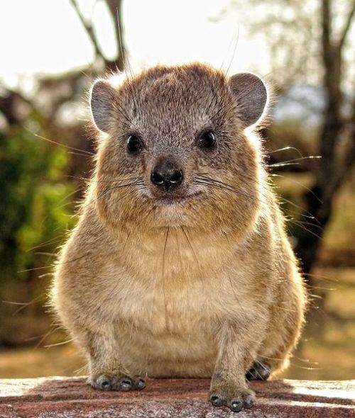 “Oh, that’s a cute one, evolution! What is that?”“It’s a hyrax! It pees in holes.”“Huh.&