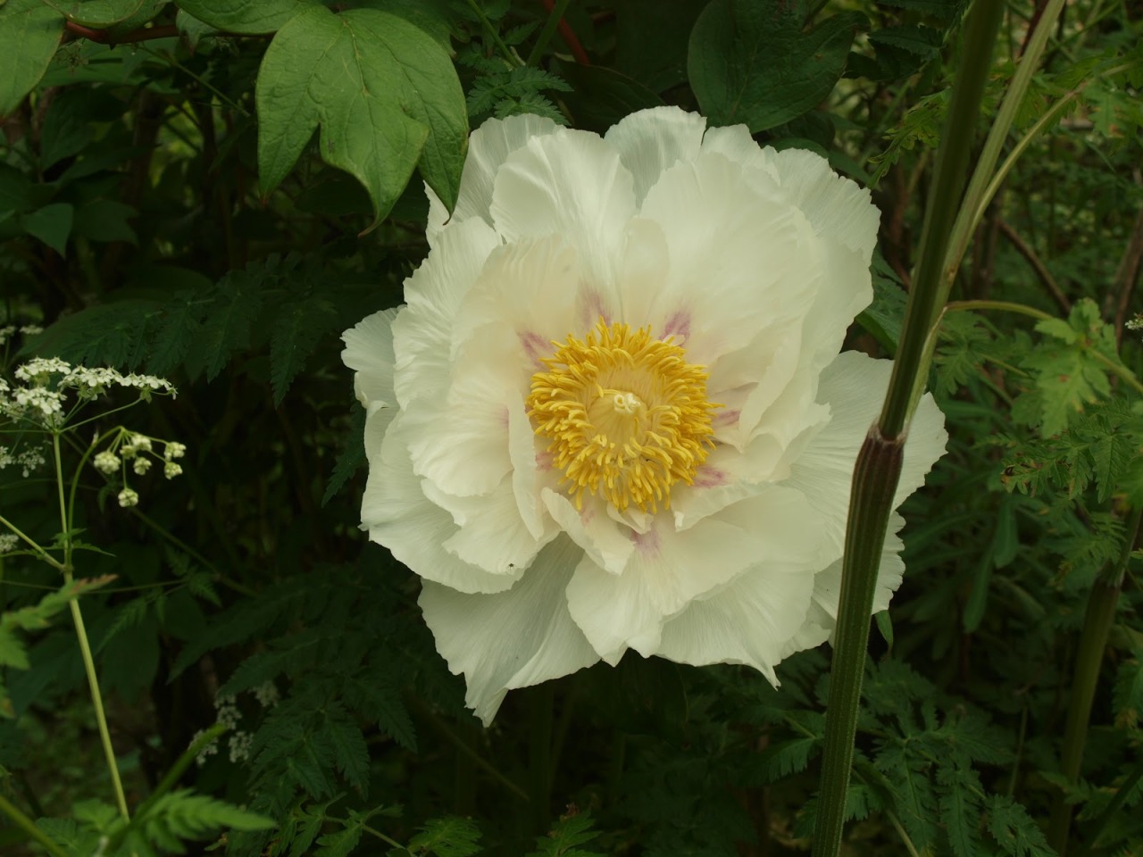 morigrrl:  White tree peony 