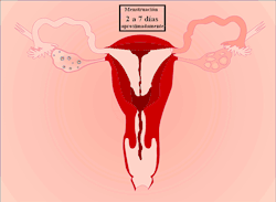 rhrealitycheck:  Menstrual cycle gif 