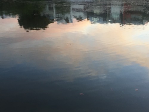 thesunlightclub:views from my walk!