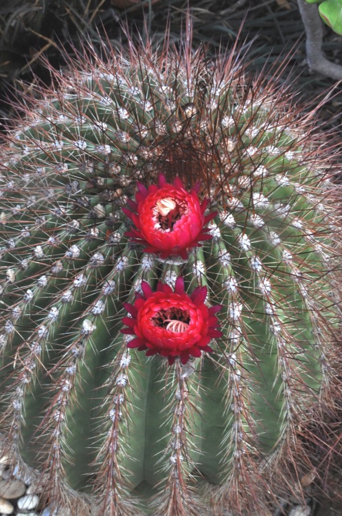 Echinopsis randallii is a wonderful plant from Bolivia, reminiscent of North American plants in the genus Ferocactus. It has gone under many names, including Helianthocereus randallii, Trichocereus randallii, and Echinopsis formosa ssp. randallii. It...