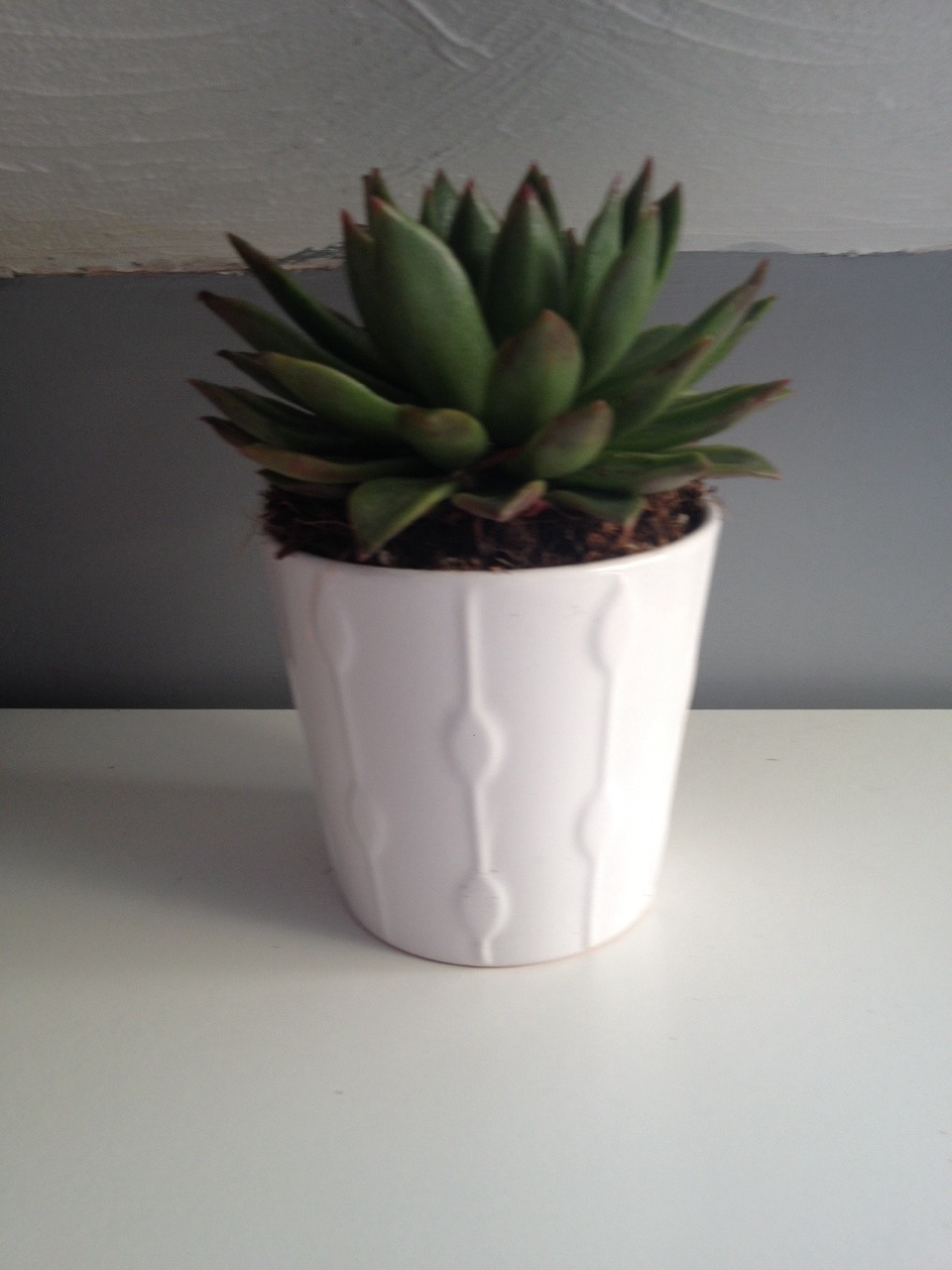 fairybub:  brand new plant babies from ikea ! :+)