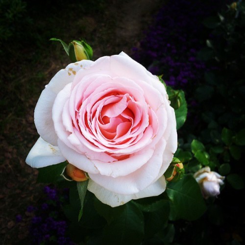 Beauty and thorns #japan #osaka #rosegarden #flowers #beauty #pink #love #macro #photography #instaj