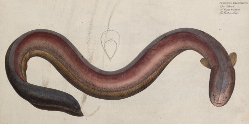 An Electric Eel From D. Marcus Elieser Bloch's, Ausübenden Arztes Zu Berlin ... Oeconomische Naturgeschichte