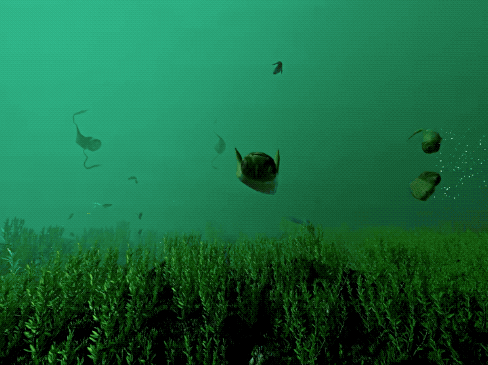 alpha-beta-gamer:Ecosystem allows you to create a beautiful underwater ecosystem & fill it with 