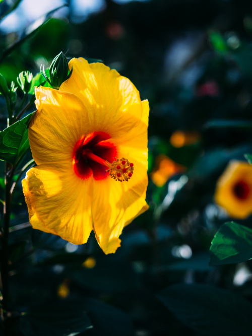 nickstanley:Various hibiscus