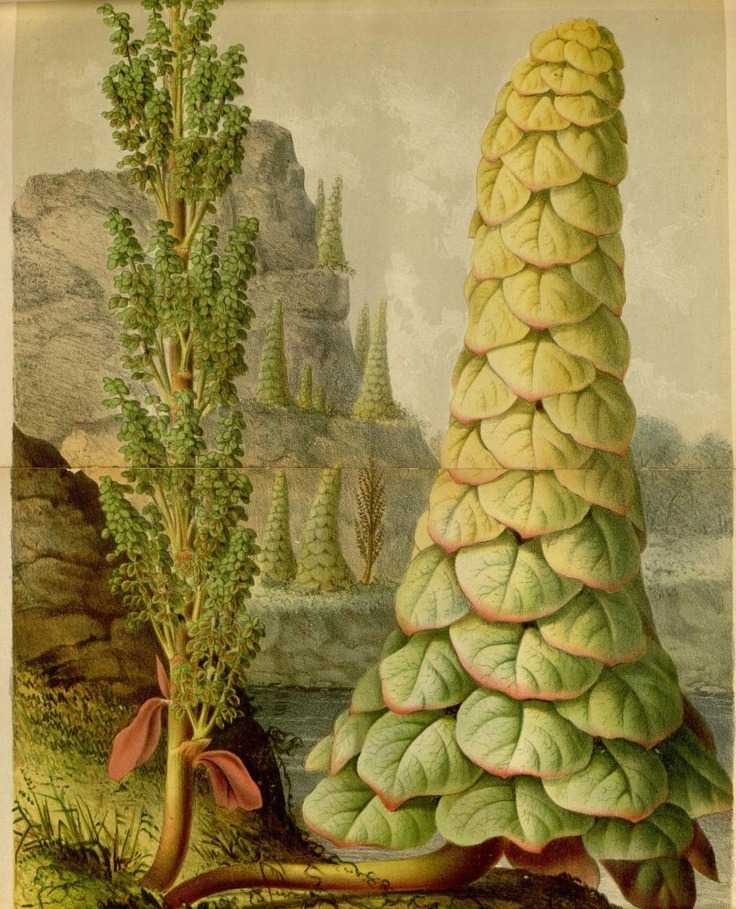 nemfrog:  Noble rhubarb. Found in the Himalayas. v.22 (1875) - L’Illustration horticole :