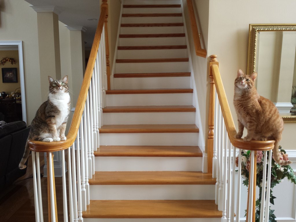 cat-overload:How i prefer my cats to greet me.