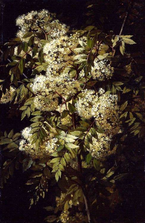 allegoryofart:  Study of a Flowering Branch, Jean-Baptiste Robie, 1871