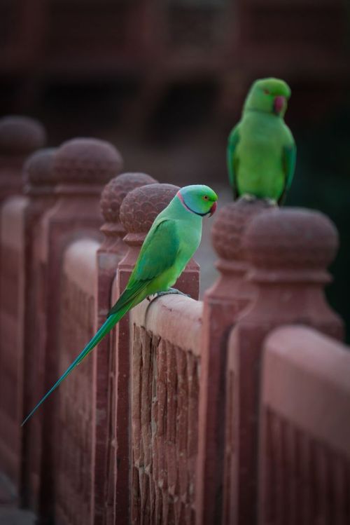 indiaperspectives:
“ Parrots at the Taj Mahal by Jolyon Holroyd
”