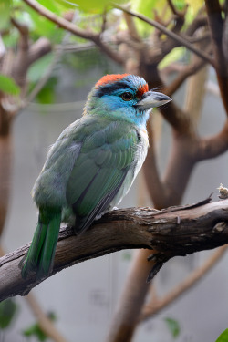 earth-song:  Blue-throated Barbet 