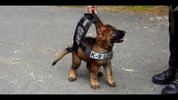 doggos-with-jobs:  Good brave boys - 20 minutes of k9 takedowns