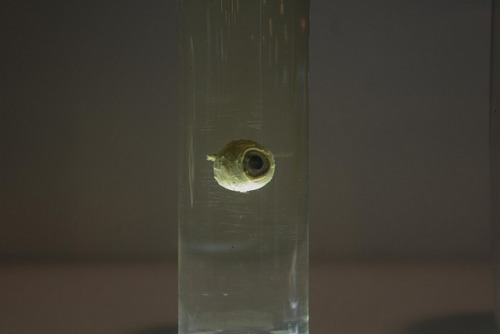 Eyeball, Glasgow Hunterian Museum &ndash; by us on Flickr.