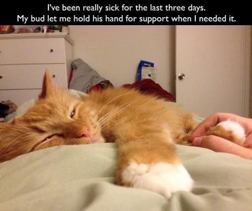 chebits:  pleatedjeans:  Cat Owners Will Understand (24 Pics)  cries  aww..cute