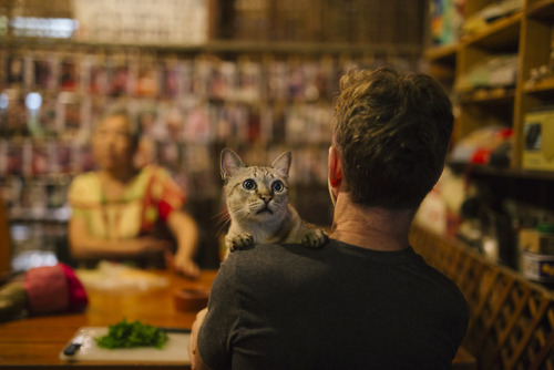 mammafairchild: louisetakesphotos:Cat chronicles of Chiang Mai, Thailand.  @softsteverogers