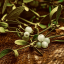 sprig-of-mistletoe