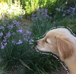 justmeandgracie:  Playing in the Secret Garden  