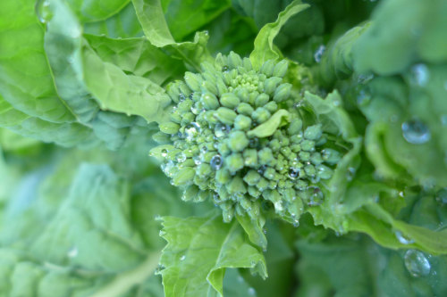 小澤さんの菜の花横浜とれたて野菜