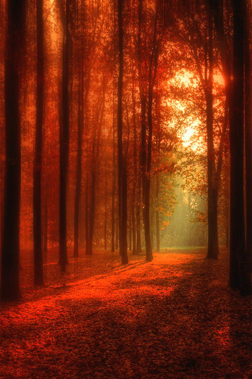 spgent:  doll61:  Love and Light &lt;3   red forest 