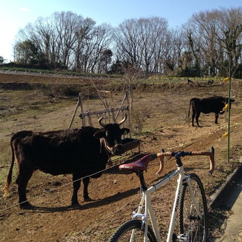 nobuzo0921: Cow and my bike. #surly #cycling #cycle