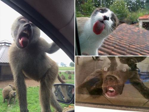 pleatedjeans:  29 Animals Adorably Licking adult photos