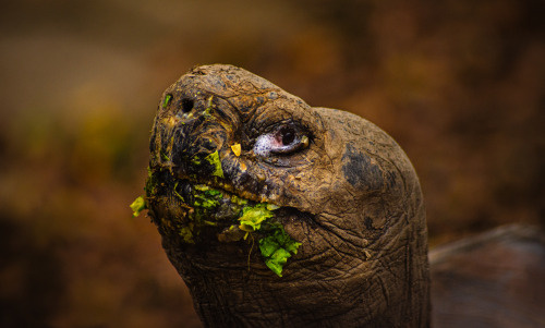 Galapagos tortoise 