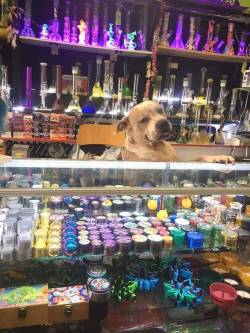 doggos-with-jobs:  Your local weed guy  This