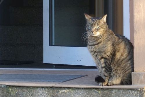 naturelvr69likes: min-ute-s: neighbours cat Happy weekend to you all! @mostlycatsmostly .