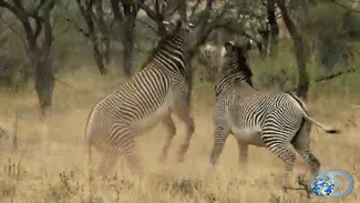 discovery:  Grevy’s zebras battle to separate porn pictures