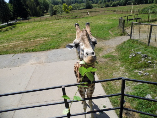 im-amber-bi-the-way:  Poppy the Giraffe, Greater Vancouver Zoo, B.C., Canada