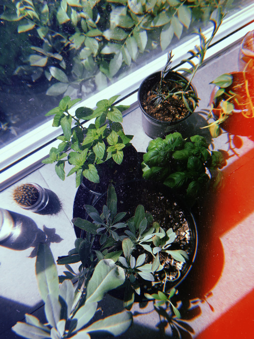 8.13.2020 - kitchen propagation station